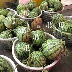 娱乐吃的瓜,明星们的“吃瓜”日常  第2张