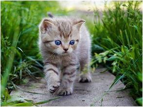 吃瓜娱乐酱猫  第2张