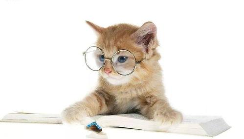 吃瓜娱乐酱猫  第3张